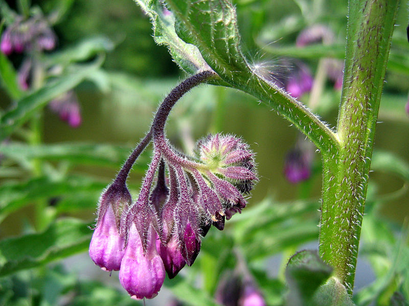 Common comfrey